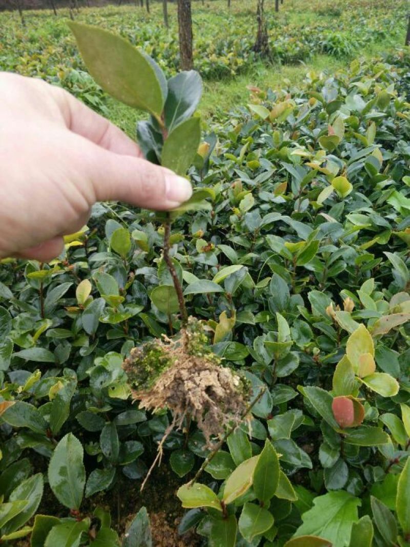 长林油茶苗实生苗