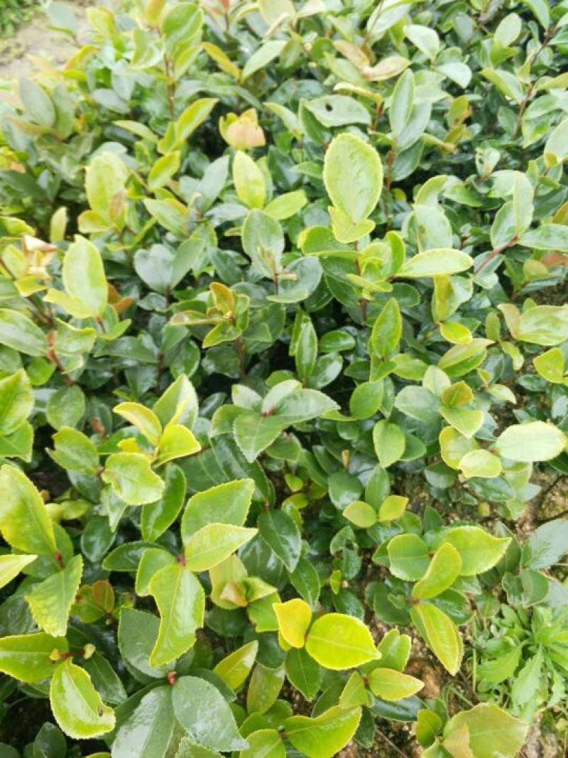 长林油茶苗实生苗