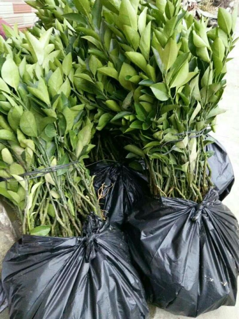 皇帝柑苗嫁接苗皇妃贡柑苗南北方庭院种植果树苗当年结果