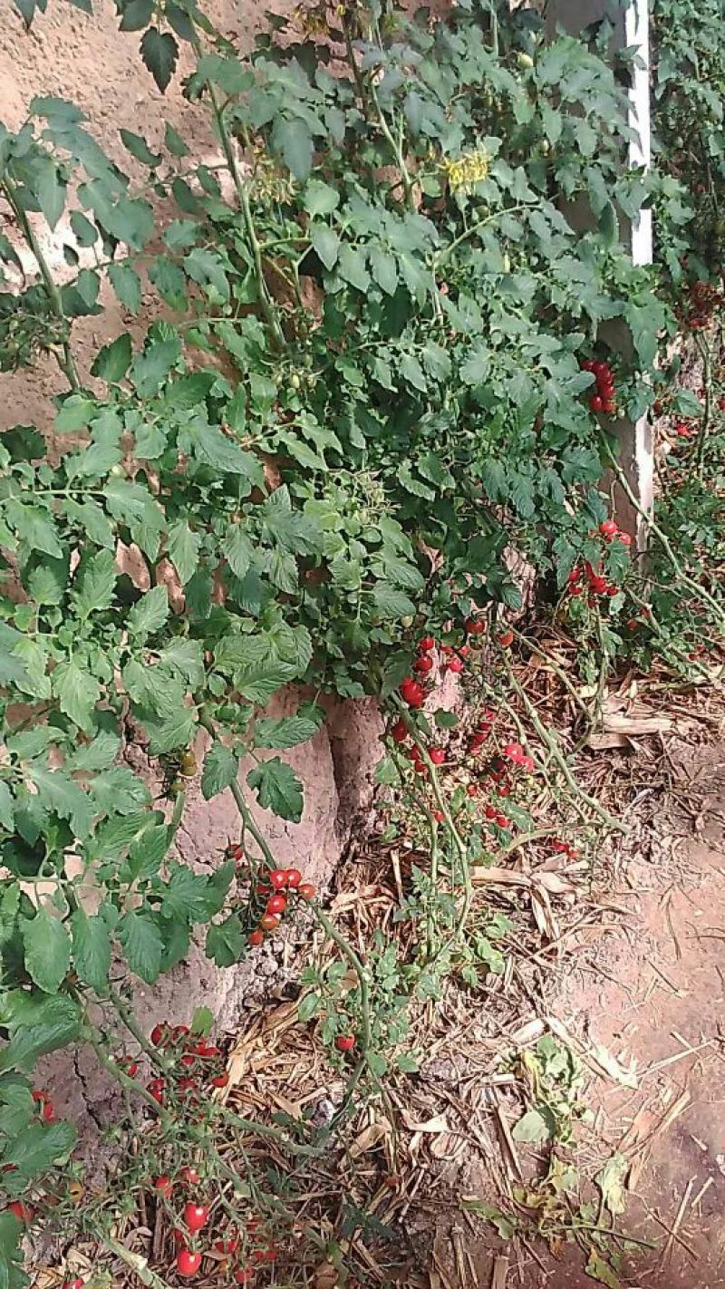 精品釜山88圣女果大量现货原产地直发欢迎选购
