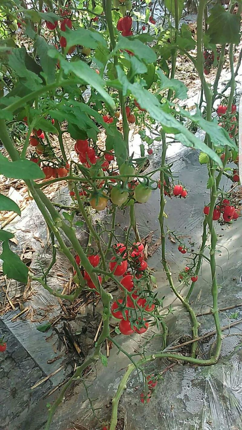 精品釜山88圣女果大量现货原产地直发欢迎选购