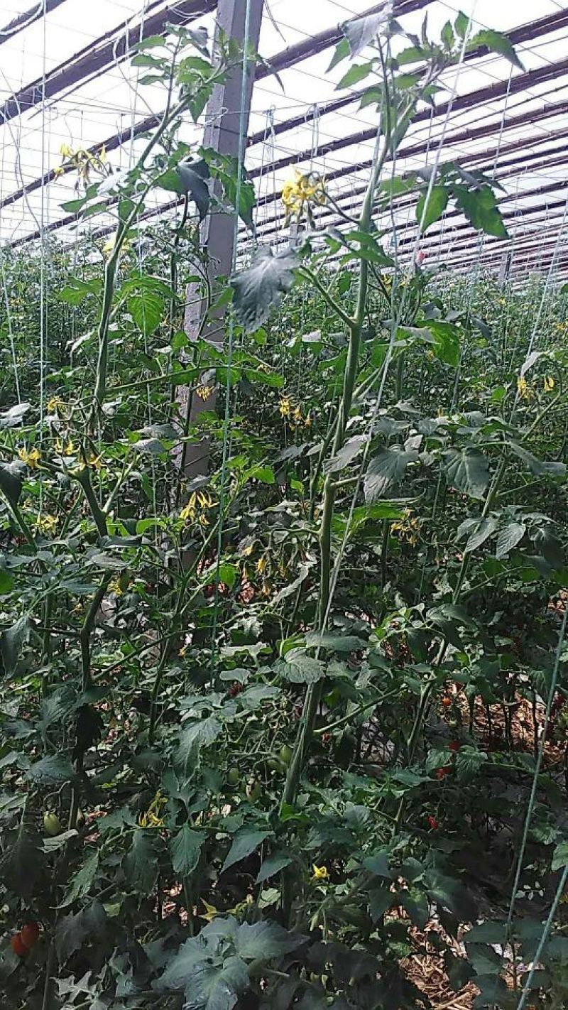 精品釜山88圣女果大量现货原产地直发欢迎选购