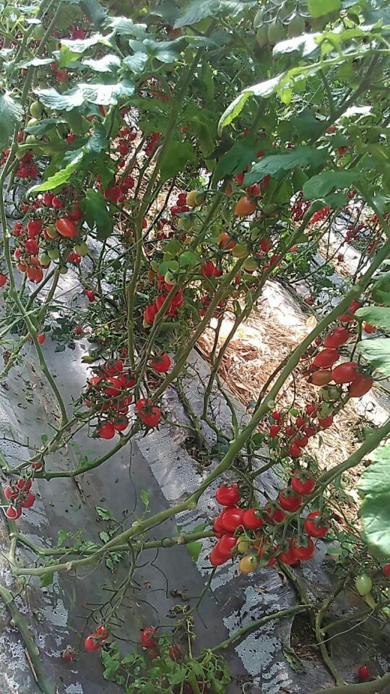 精品釜山88圣女果大量现货原产地直发欢迎选购