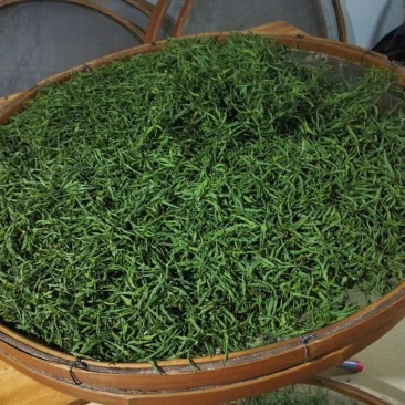 忧遁草