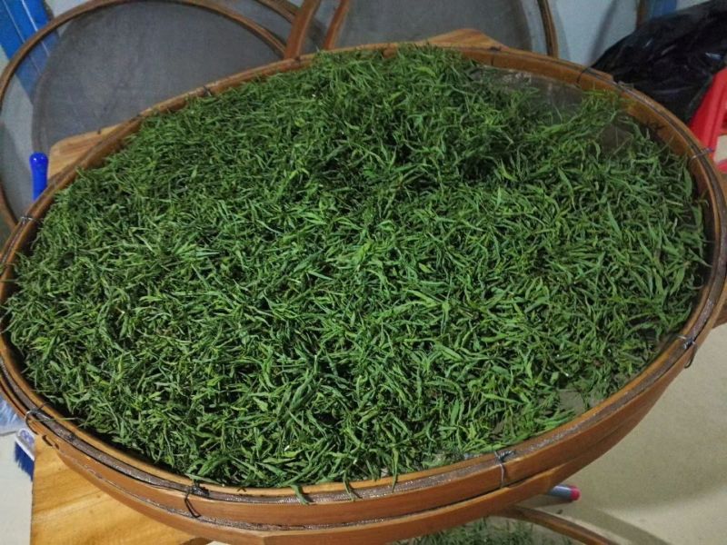 忧遁草
