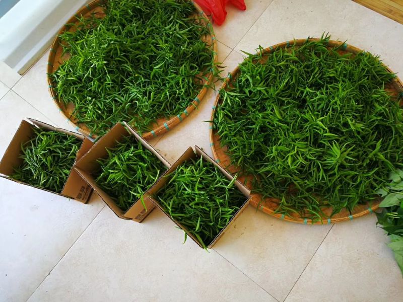忧遁草