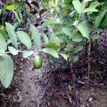 番石榴苗30~50cm
