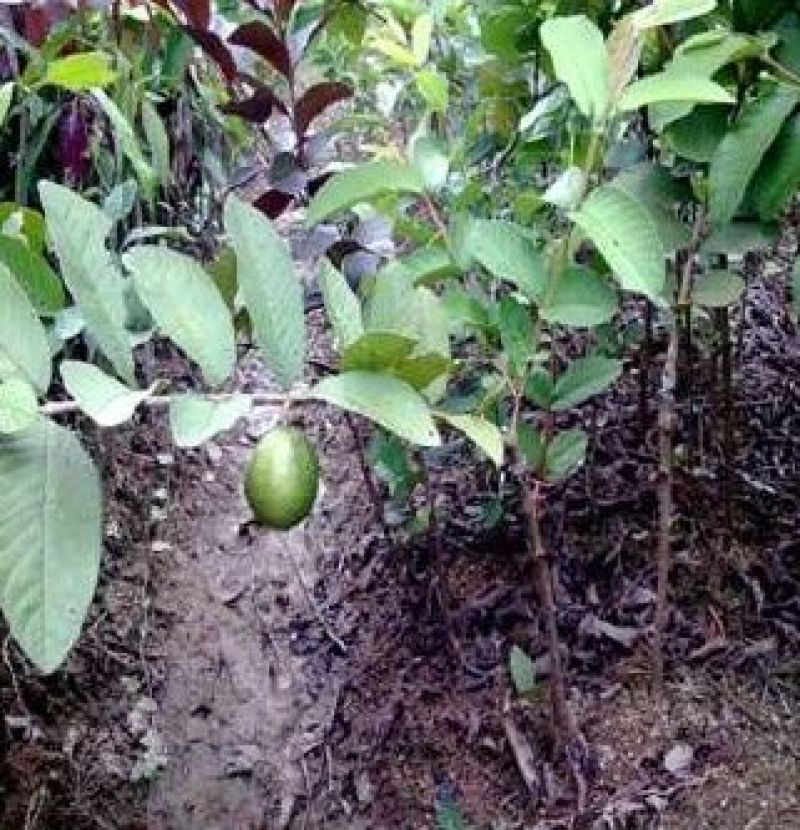 番石榴苗30~50cm