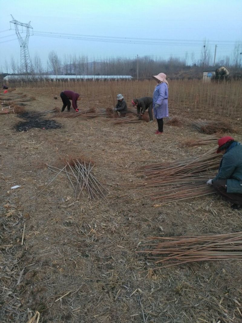 香椿苗大棚2公分，地裁苗山东泰安苗木批发基地
