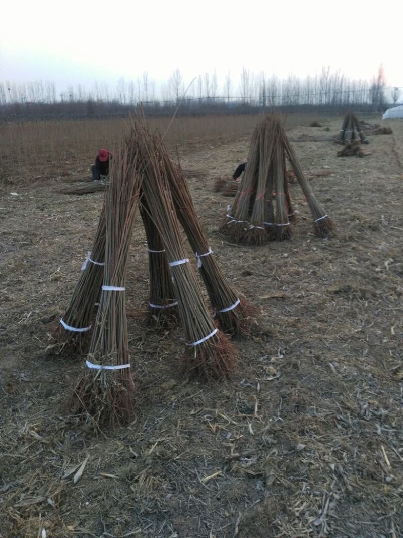 香椿苗大棚2公分，地裁苗山东泰安苗木批发基地