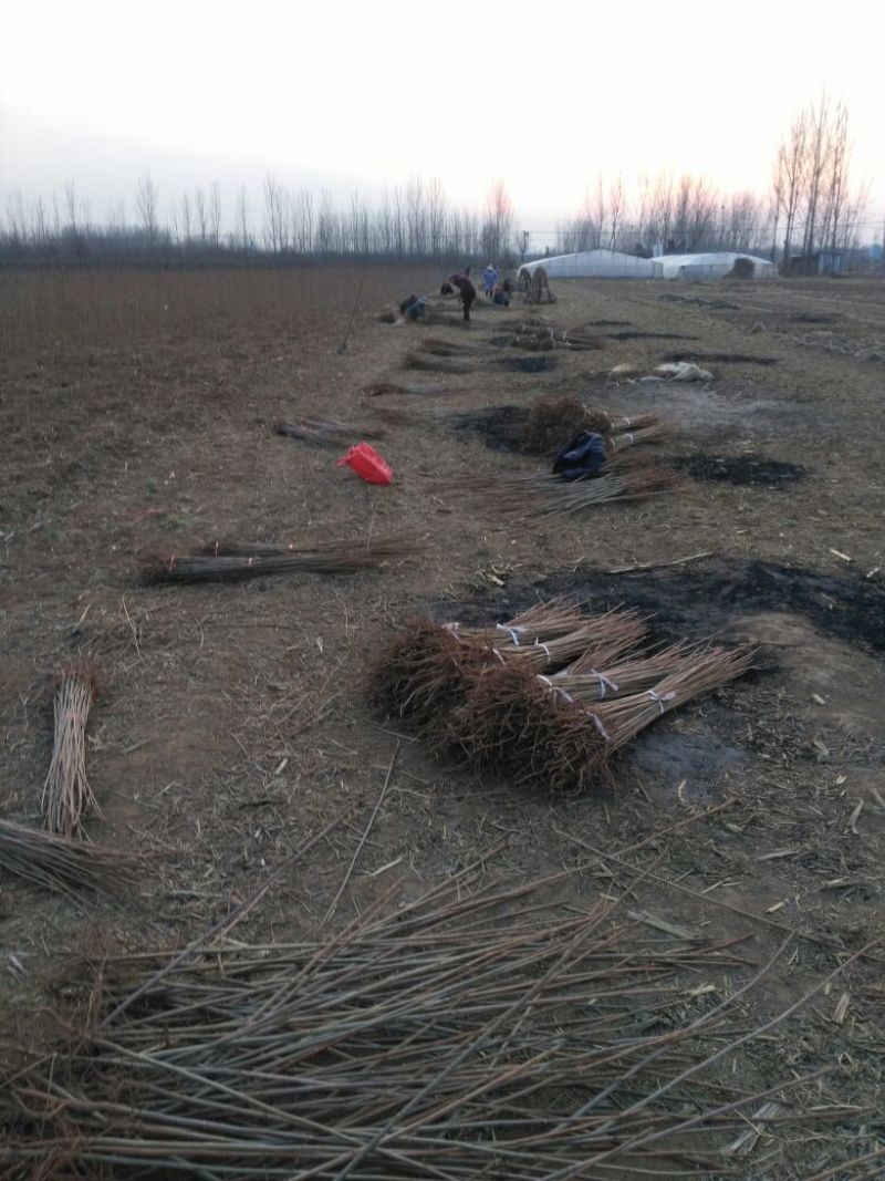 香椿苗大棚2公分，地裁苗山东泰安苗木批发基地