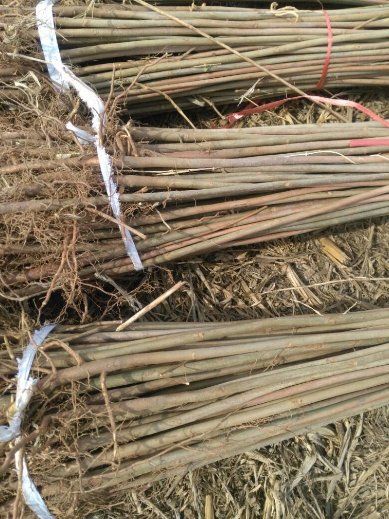 香椿苗大棚2公分，地裁苗山东泰安苗木批发基地