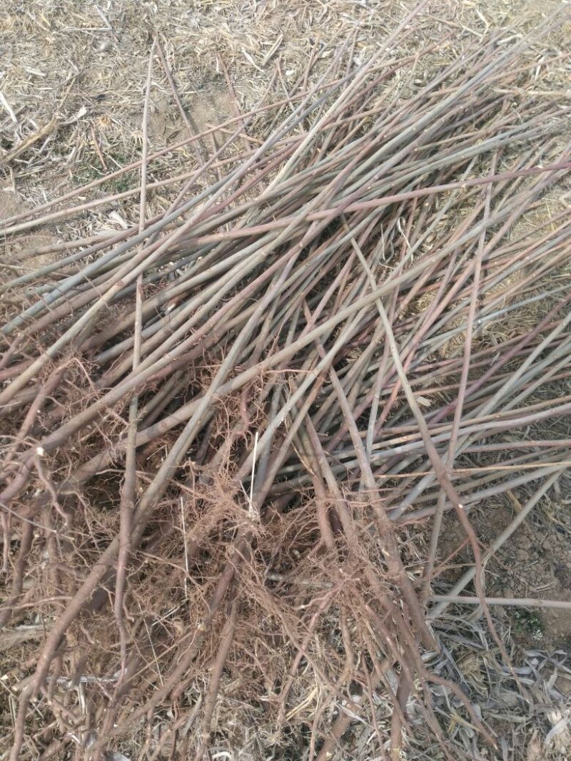 香椿苗大棚2公分，地裁苗山东泰安苗木批发基地