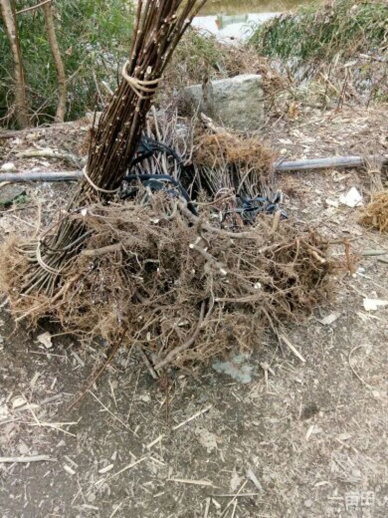 吴茱萸苗50~80cm