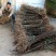 吴茱萸苗50~80cm
