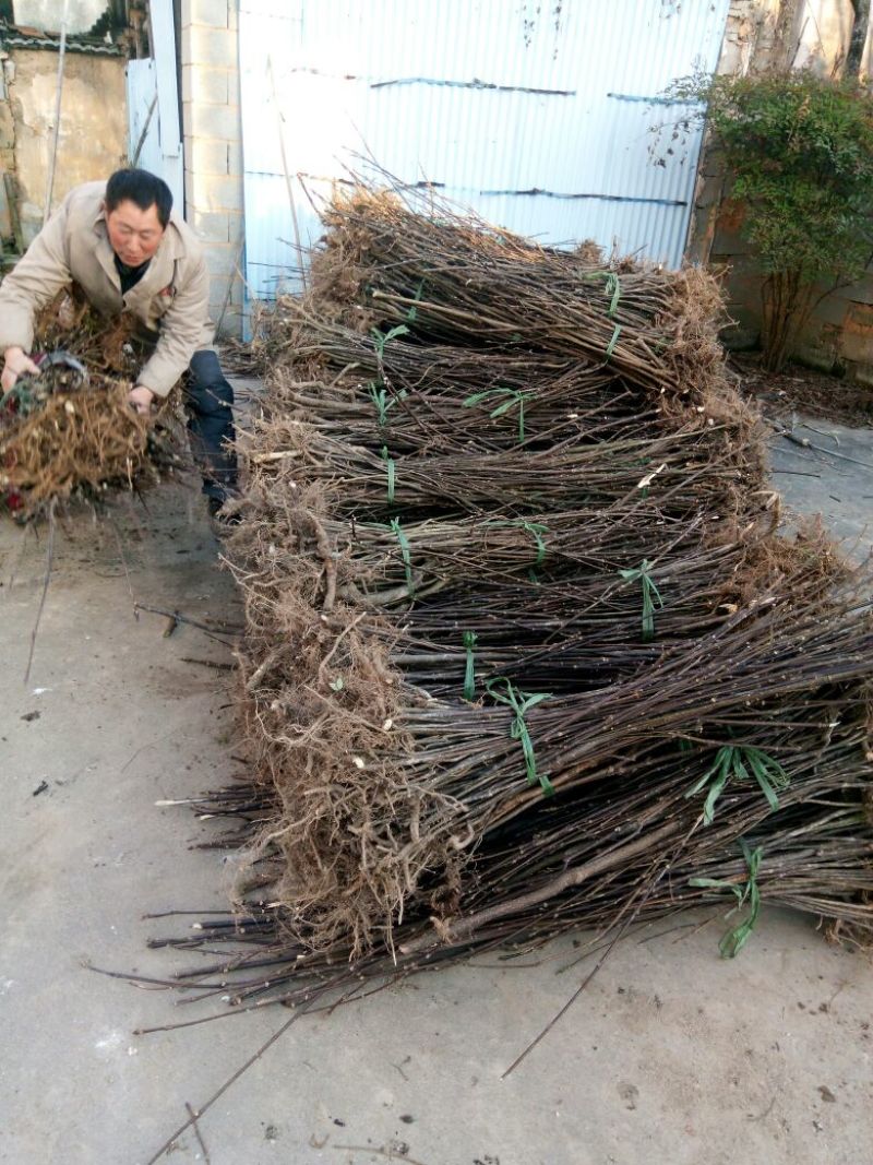 吴茱萸苗50~80cm