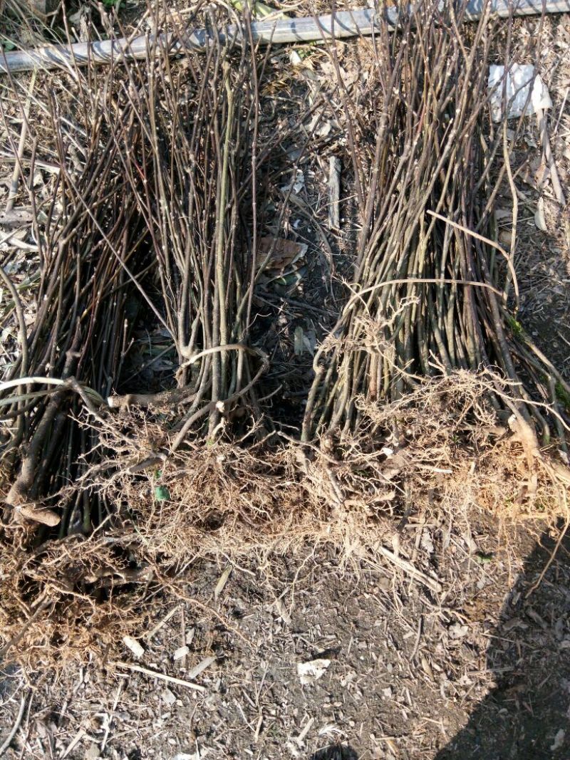 吴茱萸苗50~80cm