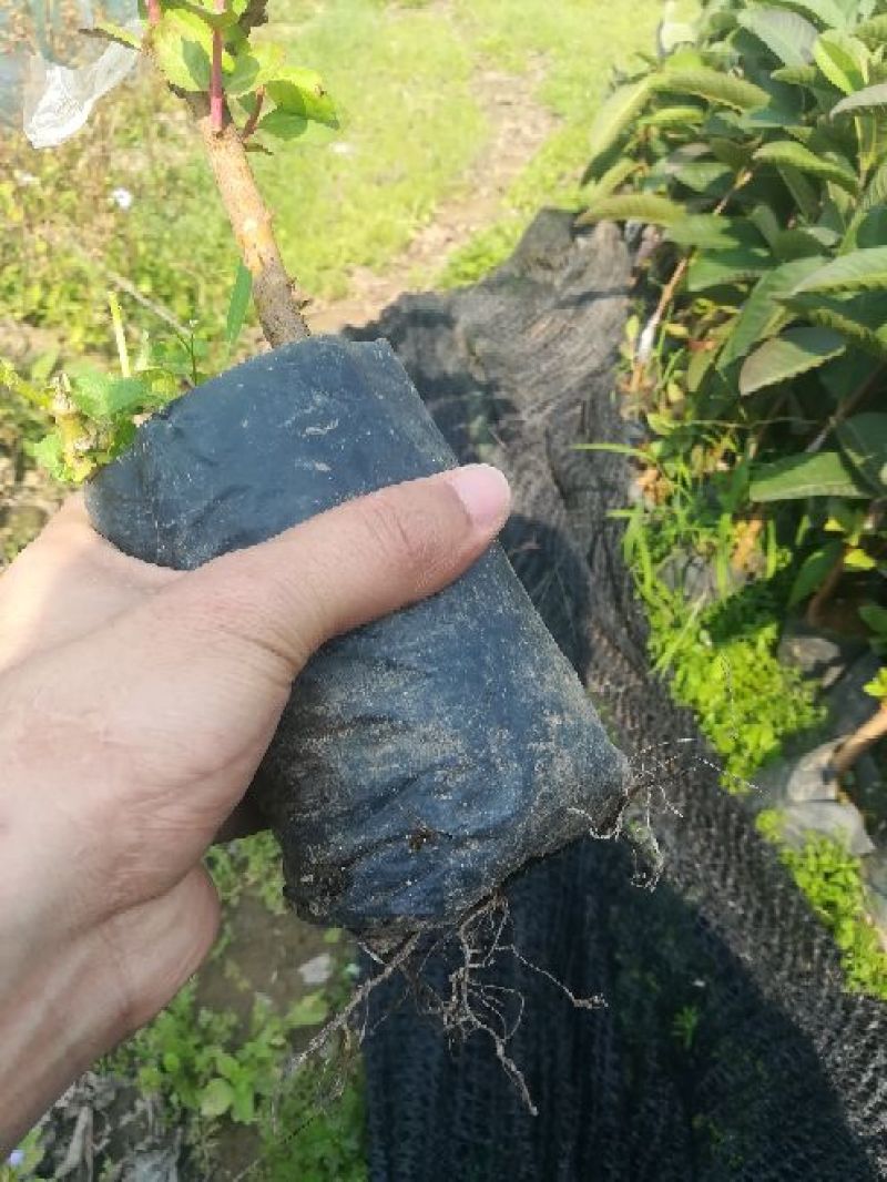 台湾红心番石榴苗30~50cm