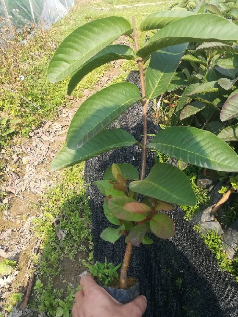 台湾红心番石榴苗30~50cm