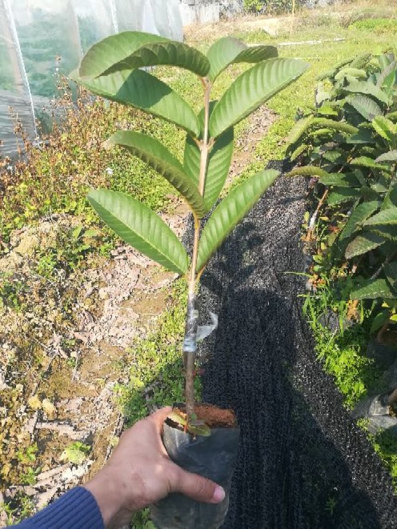 台湾红心番石榴苗30~50cm