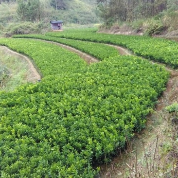 沃柑苗30~50cm广西沃柑嫁接苗产量高