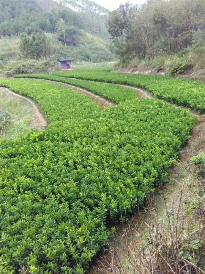 沃柑苗30~50cm广西沃柑嫁接苗产量高