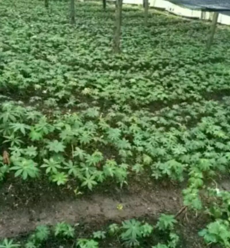 优质粉重楼苗/产地直销/货源充足，易栽易活需要的联系我！