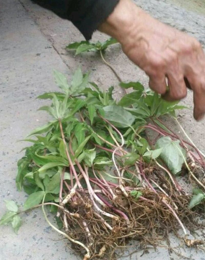 优质粉重楼苗/产地直销/货源充足，易栽易活需要的联系我！