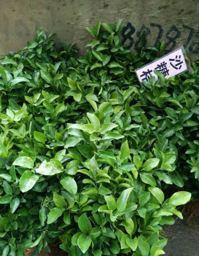 沙糖桔苗50~80cm