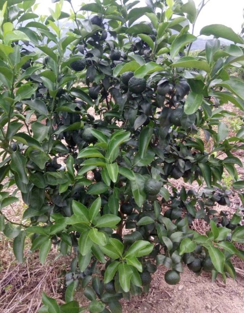 沙糖桔苗50~80cm