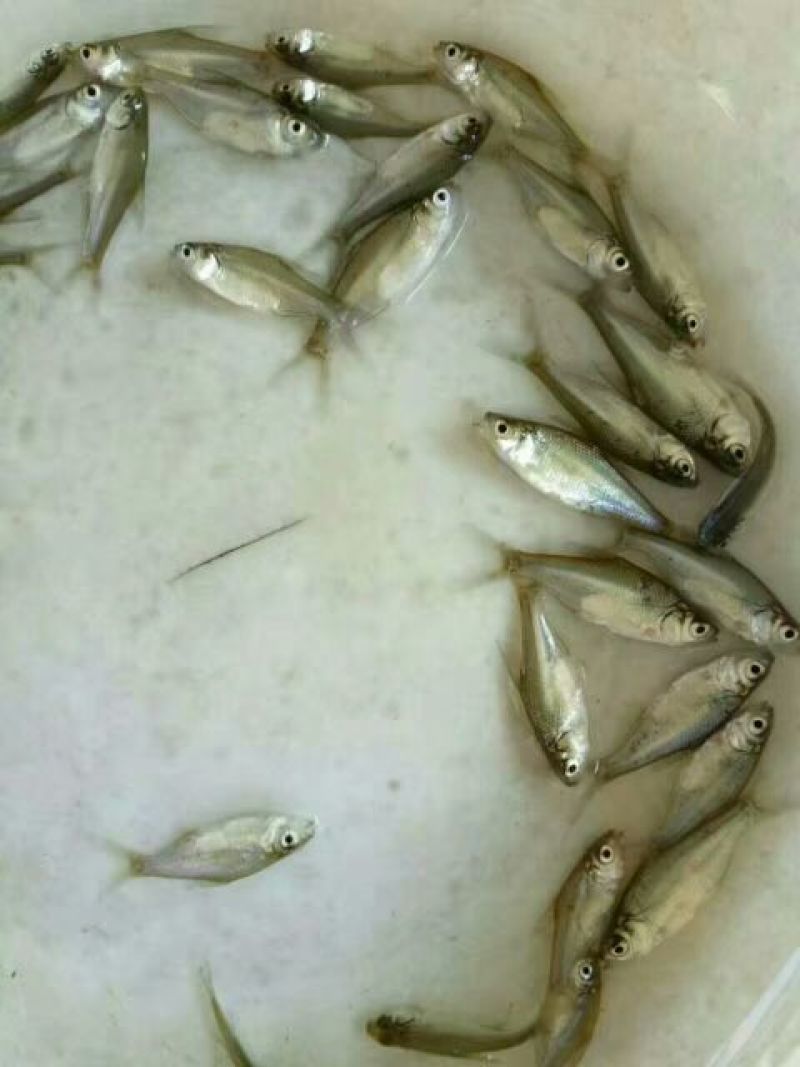 鳊鱼10cm以下鱼苗活鱼