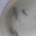 鳊鱼10cm以下鱼苗活鱼