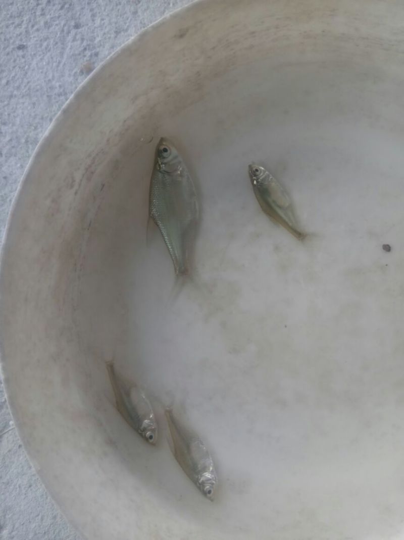 鳊鱼10cm以下鱼苗活鱼