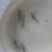 鳊鱼10cm以下鱼苗活鱼