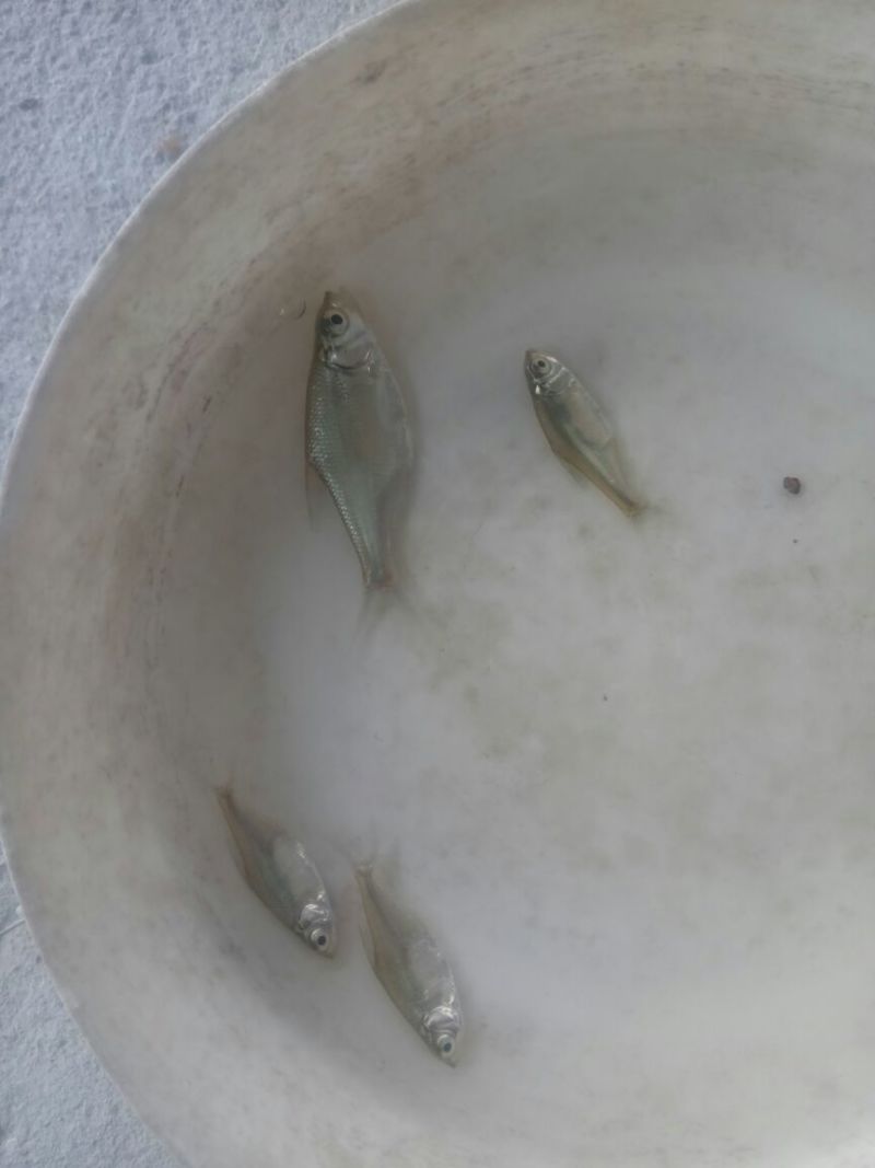 鳊鱼10cm以下鱼苗活鱼