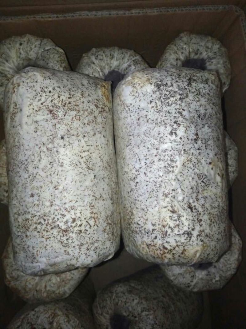 香菇菌种栽培种