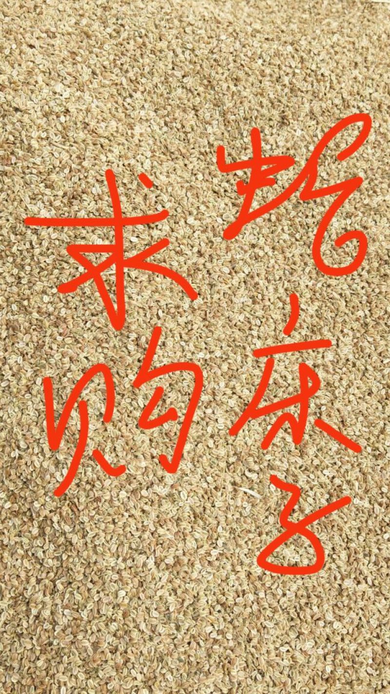 蛇床子颗粒