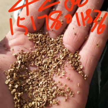 蛇床子颗粒