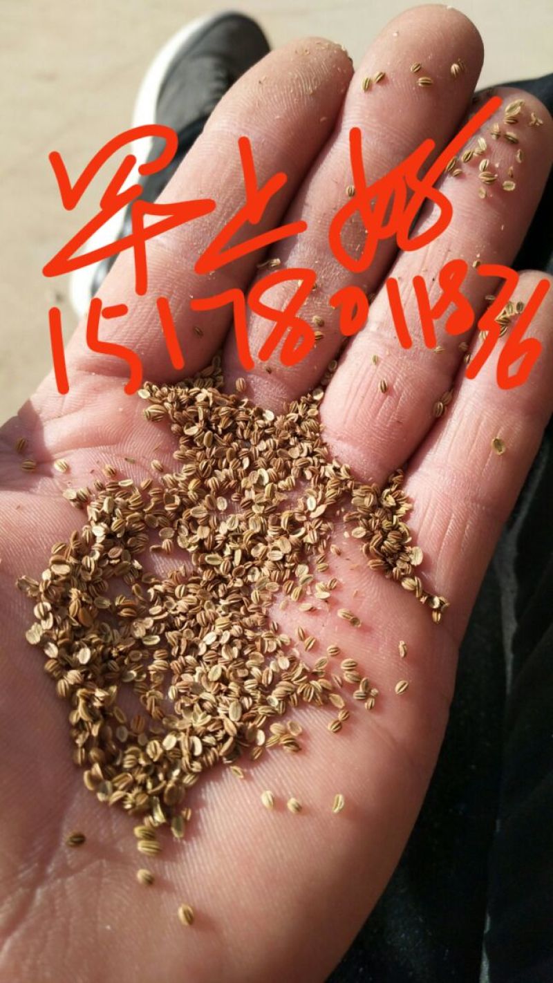 蛇床子颗粒