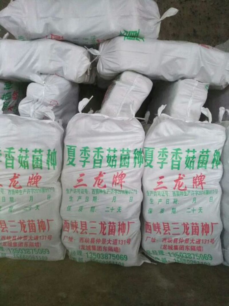 香菇菌种栽培种