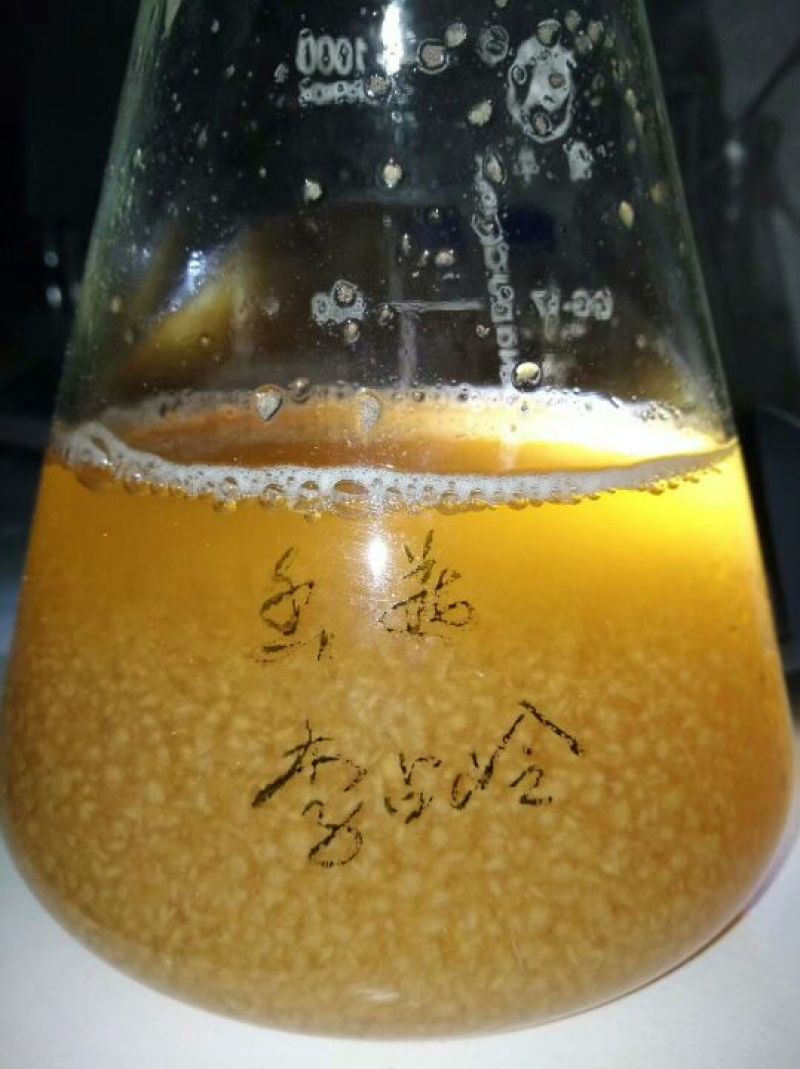 香菇菌种栽培种
