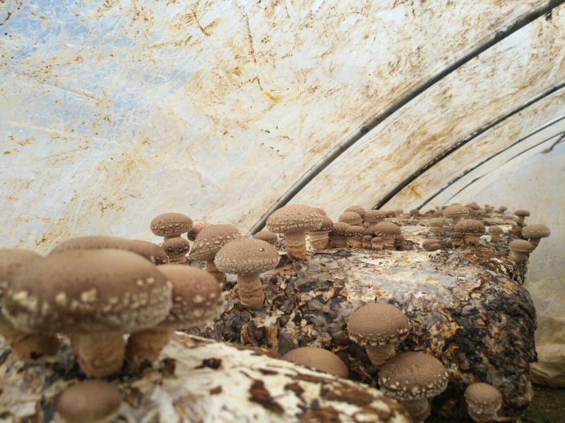 香菇菌种栽培种