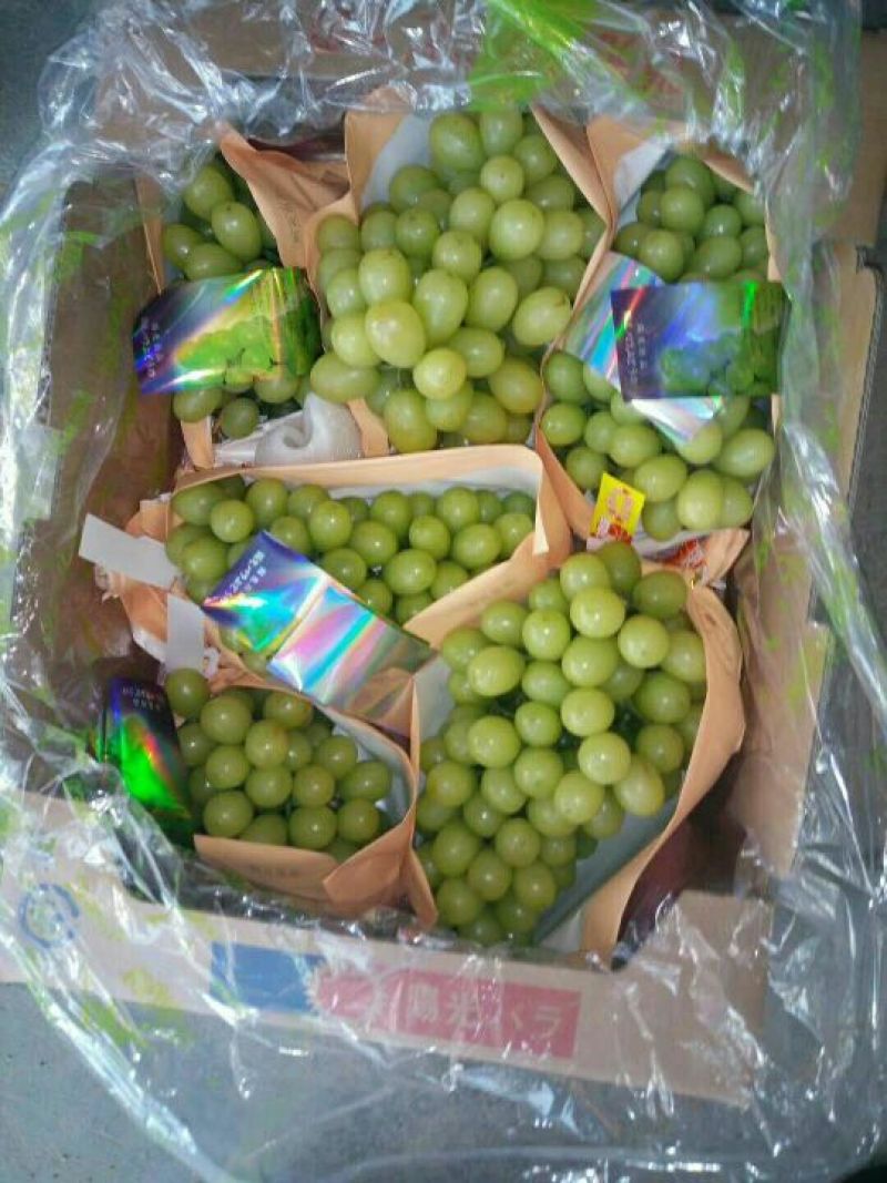 山东青岛平度阳光玫瑰葡萄苗晴王葡萄苗扦插苗嫁接苗