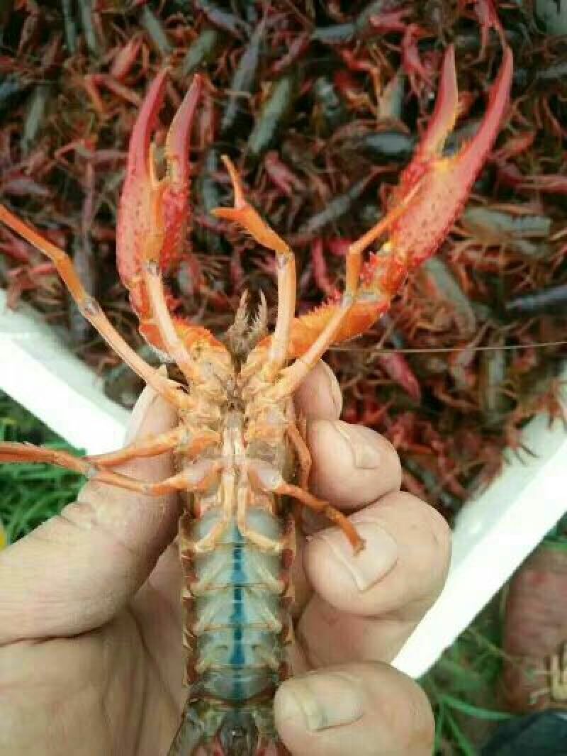 克氏原螯虾种苗2-4钱（10-20克）活虾小龙虾主养