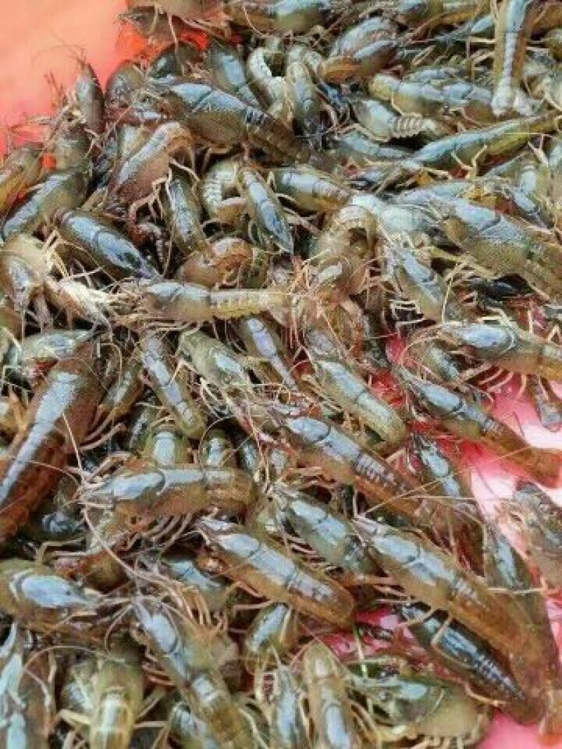 克氏原螯虾种苗2-4钱（10-20克）活虾小龙虾主养