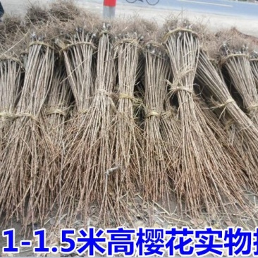 樱花苗分株80cm以上