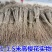 樱花苗分株80cm以上