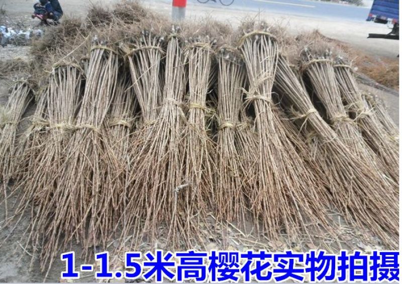 樱花苗分株80cm以上