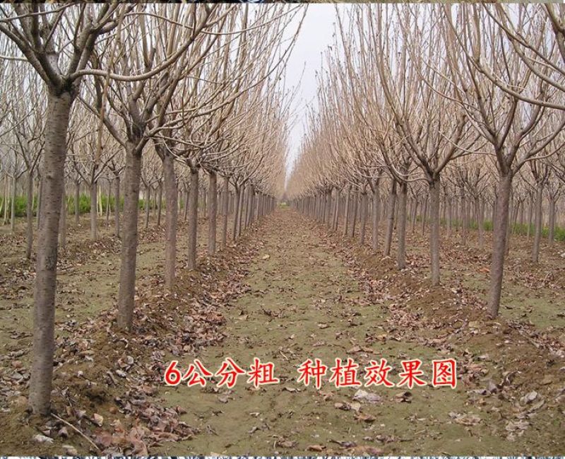 樱花苗分株80cm以上