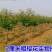 樱花苗分株80cm以上